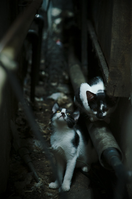 哈兰德续约曼城,未来可期,哈兰德加盟曼城